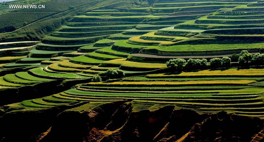 CHINA-TERRACED FIELDS-SCENERY (CN)