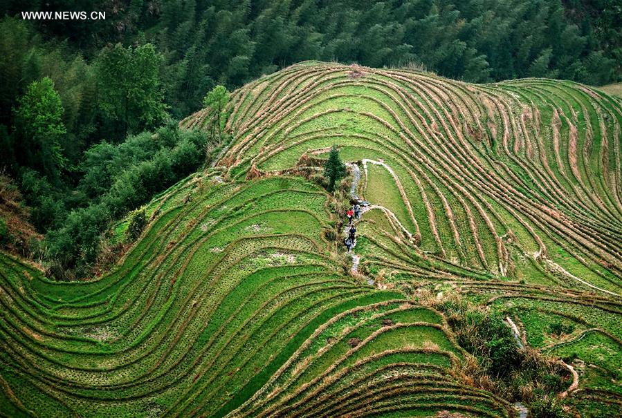 CHINA-TERRACED FIELDS-SCENERY (CN)