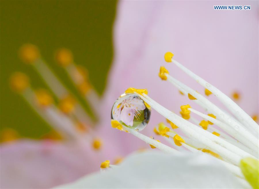 #CHINA-INNER MONGOLIA-PEACH BLOSSOM-RAINDROPS (CN)
