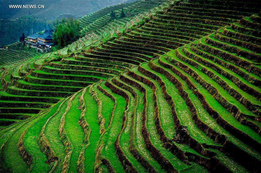 CHINA-TERRACED FIELDS-SCENERY (CN)
