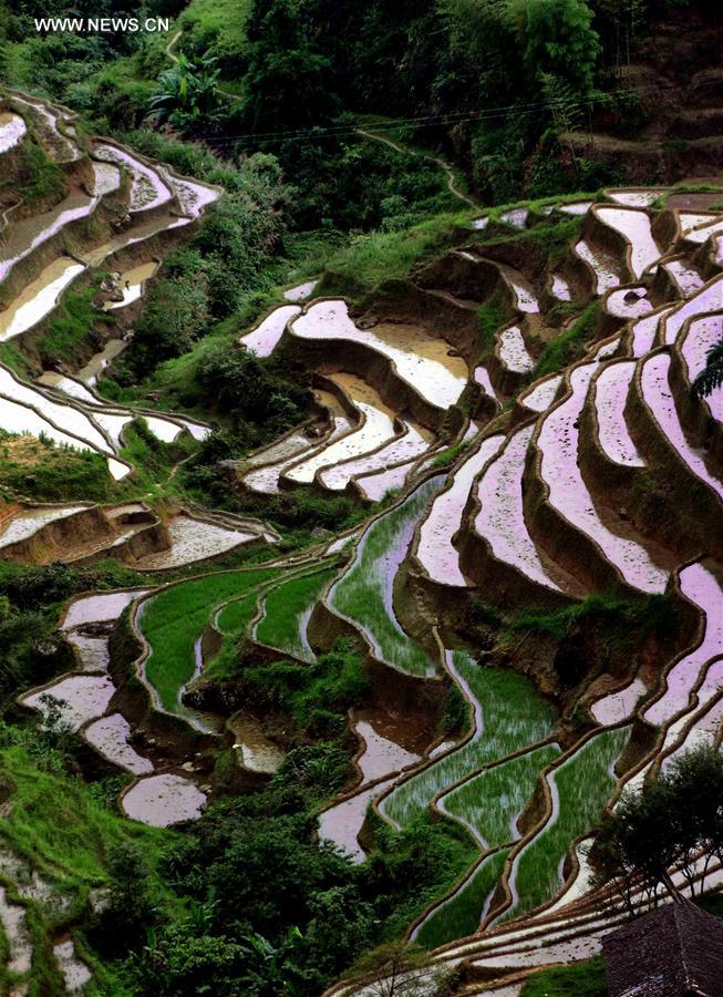 CHINA-TERRACED FIELDS-SCENERY (CN)