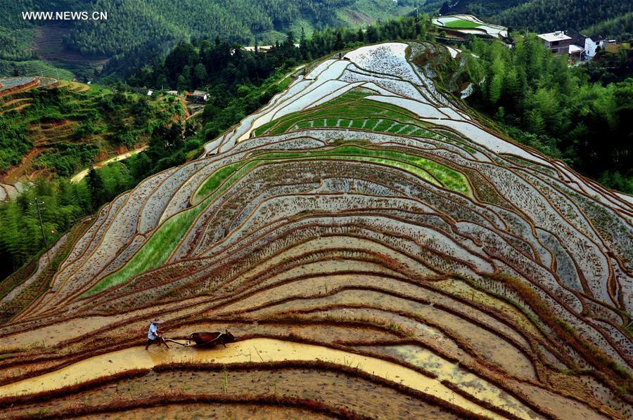 CHINA-TERRACED FIELDS-SCENERY (CN)