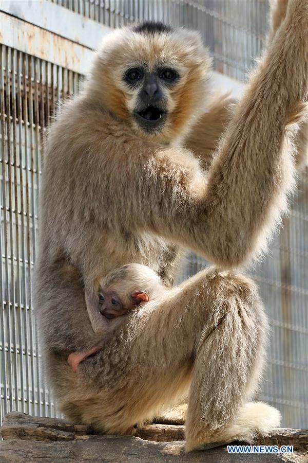  The baby white-cheeked gibbon was born on March 31. The white-cheeked gibbon is China's grade-one national protected animal. 