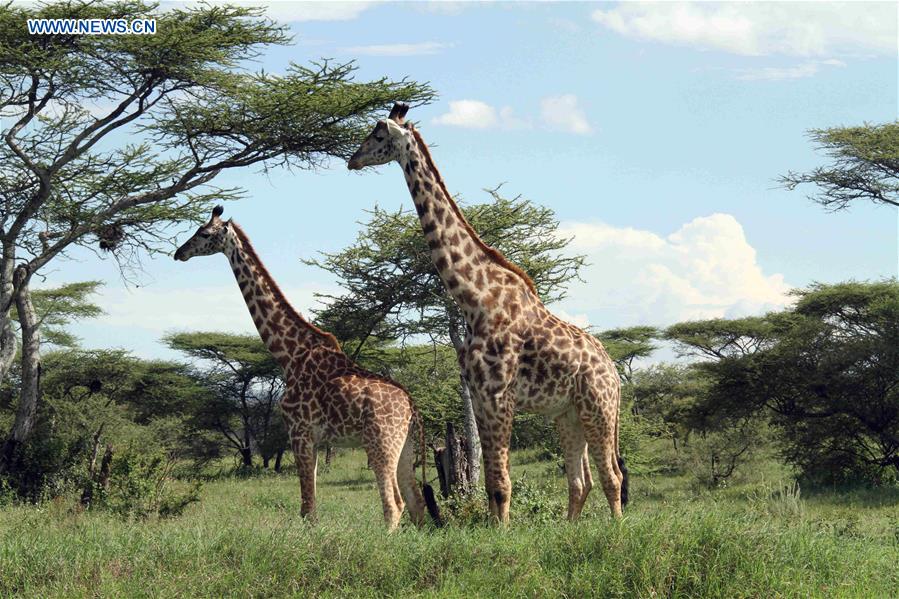 TANZANIA-NGORONGORO CRATER-ANIMAL