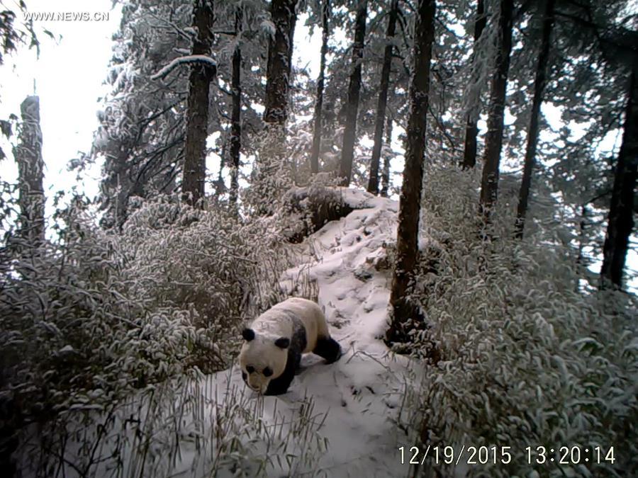 CHINA-GANSU-WILD GIANT PANDA (CN)