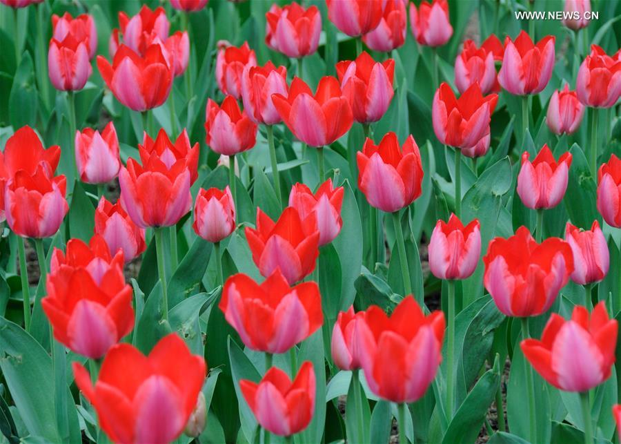 #CHINA-BEIJING-TULIP-SHOW(CN)