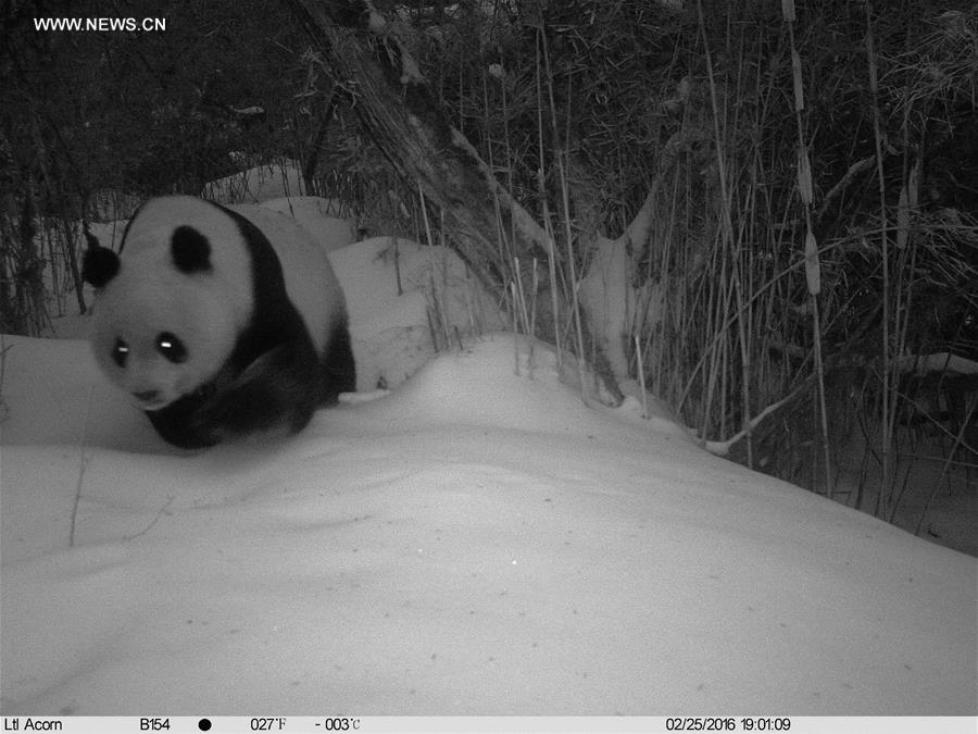 CHINA-GANSU-WILD GIANT PANDA (CN)