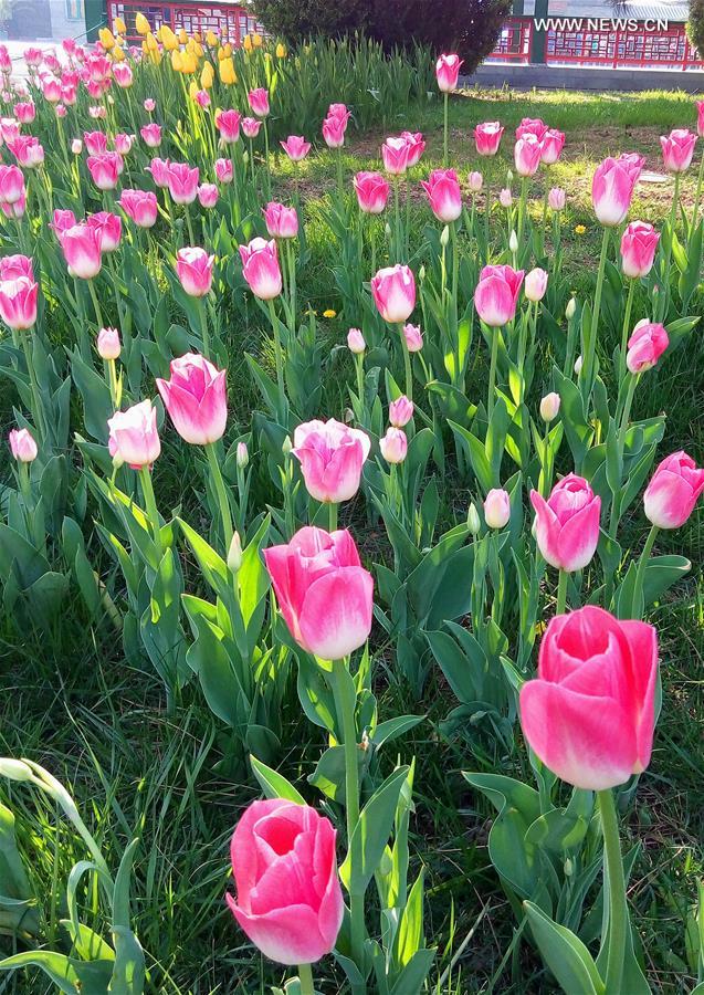 #CHINA-BEIJING-TULIP-SHOW(CN)