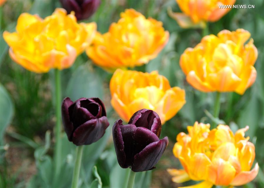 #CHINA-BEIJING-TULIP-SHOW(CN)