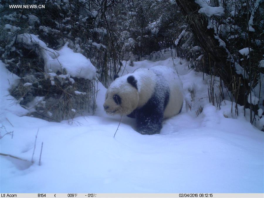 CHINA-GANSU-WILD GIANT PANDA (CN)
