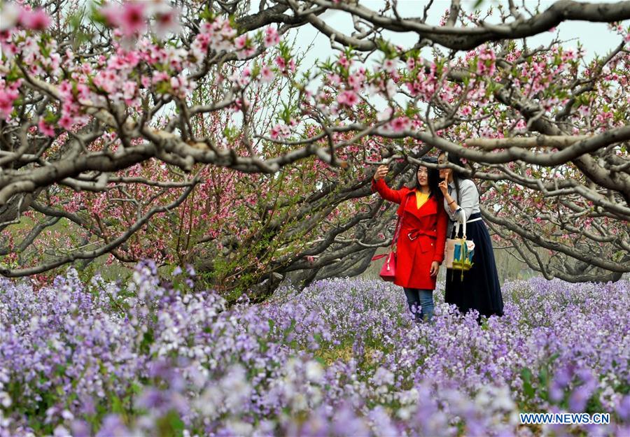 CHINA-TIANJIN-PEACH BLOSSOM (CN)