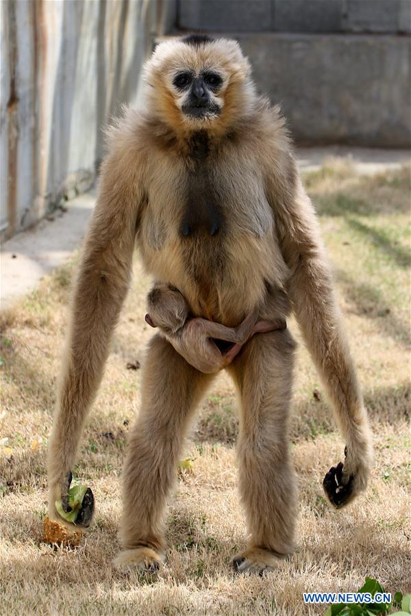 The baby white-cheeked gibbon was born on March 31. The white-cheeked gibbon is China's grade-one national protected animal.