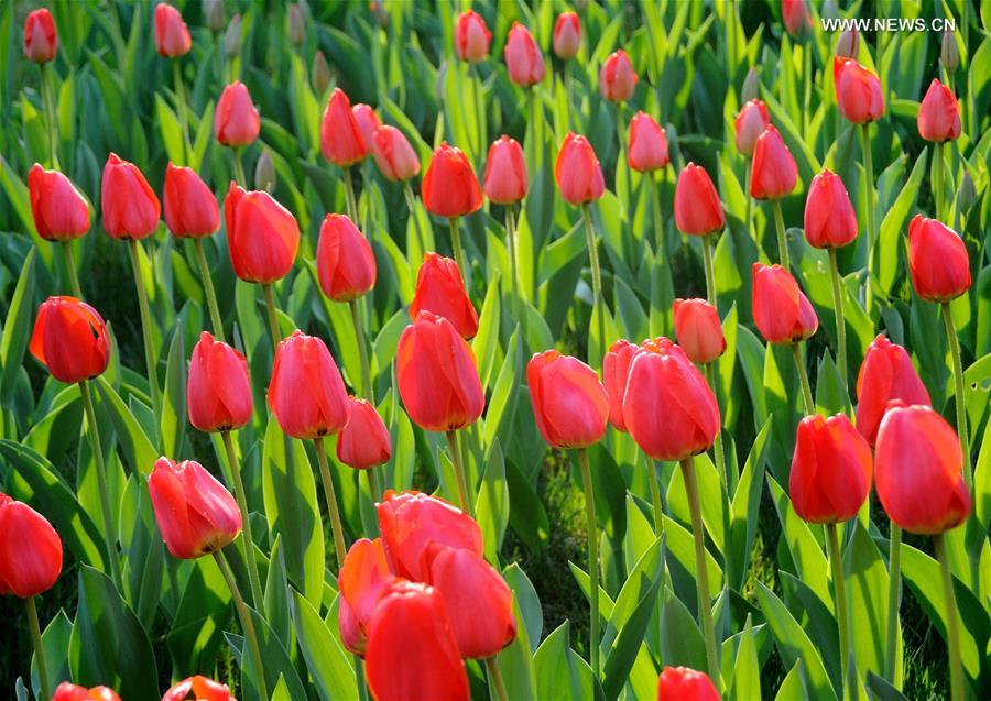 #CHINA-BEIJING-TULIP-SHOW(CN)