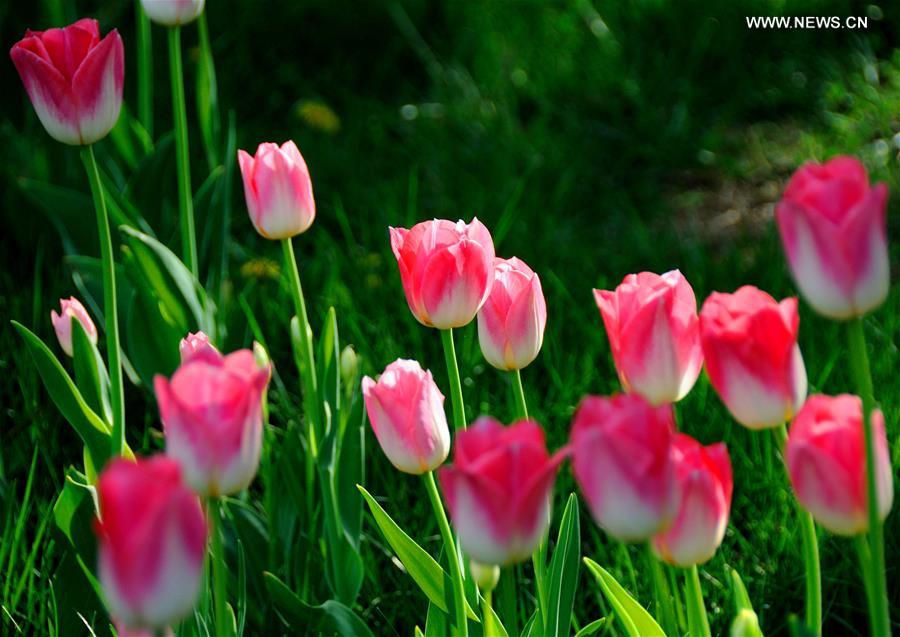 #CHINA-BEIJING-TULIP-SHOW(CN)