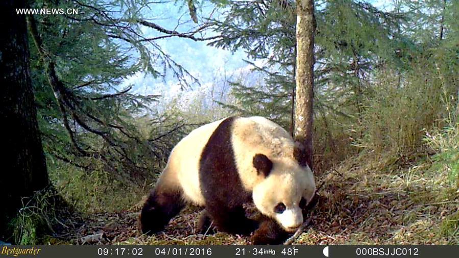 CHINA-GANSU-WILD GIANT PANDA (CN)