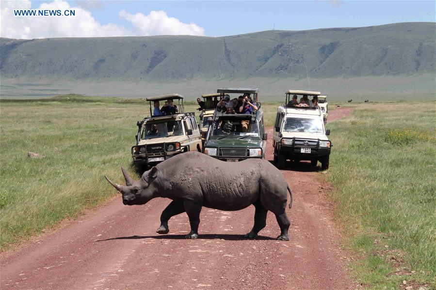 TANZANIA-NGORONGORO CRATER-ANIMAL