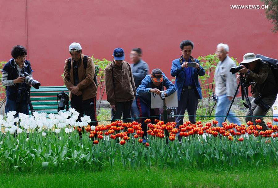 #CHINA-BEIJING-TULIP-SHOW(CN)