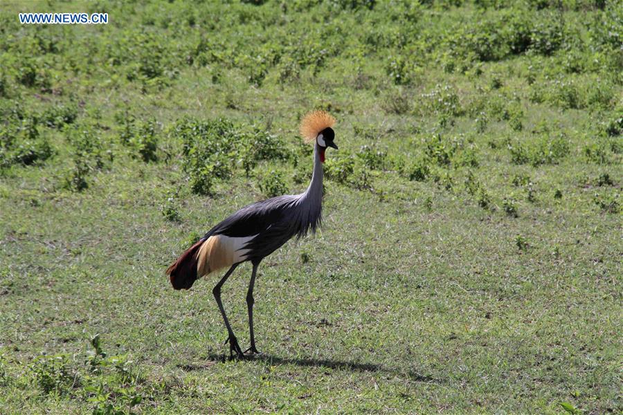 TANZANIA-NGORONGORO CRATER-ANIMAL