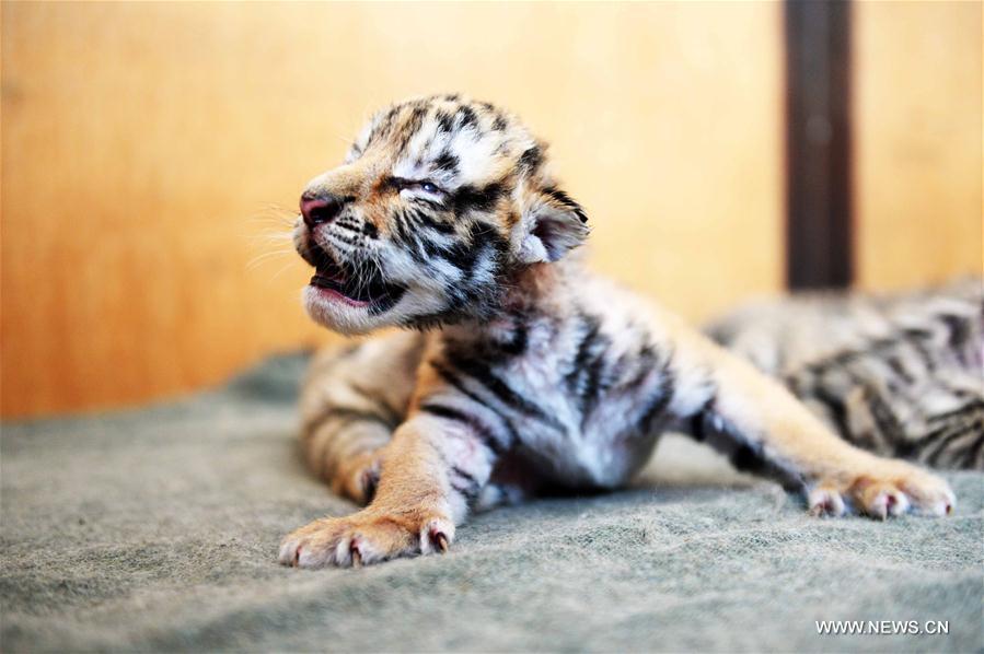 CHINA-HARBIN-SIBERIA TIGER PARK-CUBS (CN)