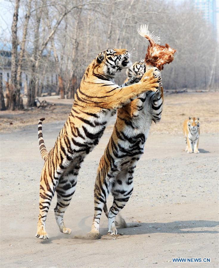 CHINA-HEILONGJIANG-HARBIN-SIBERIAN TIGERS(CN)