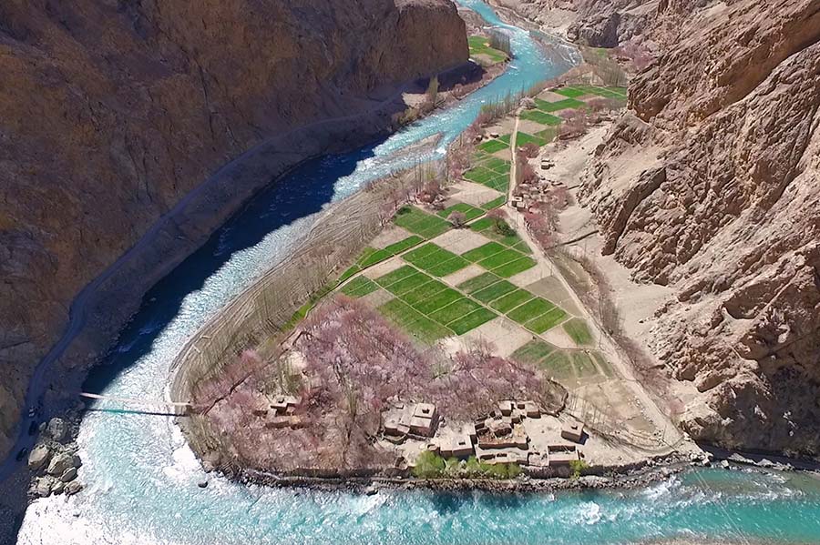 Sea of apricot flowers draws tourists to Pamir Plateau