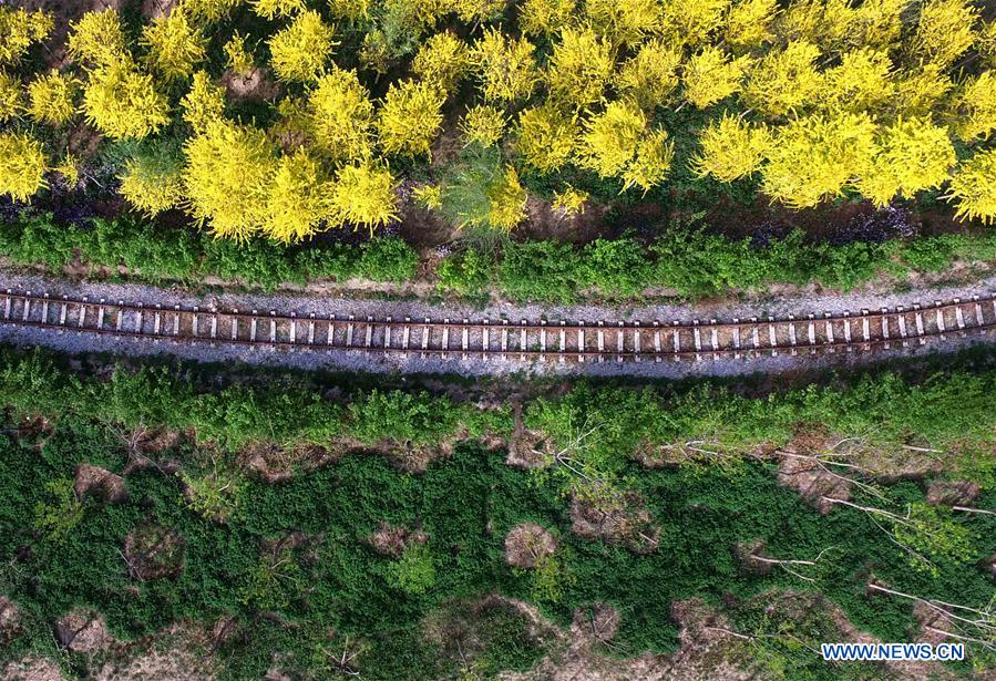 CHINA-TIANJIN-SPRING SCENERY (CN)