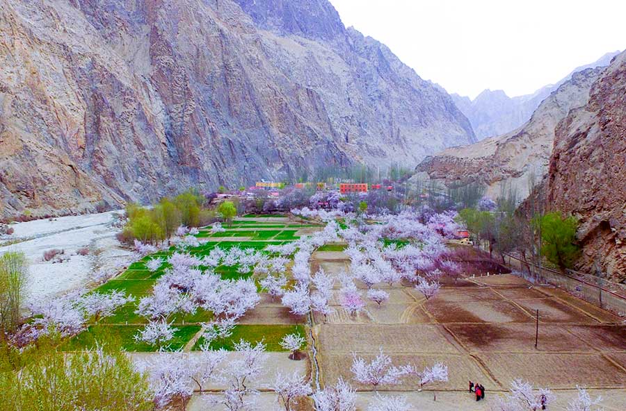 Sea of apricot flowers draws tourists to Pamir Plateau