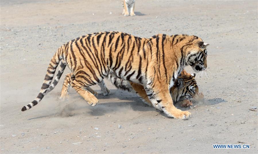 CHINA-HEILONGJIANG-HARBIN-SIBERIAN TIGERS(CN)