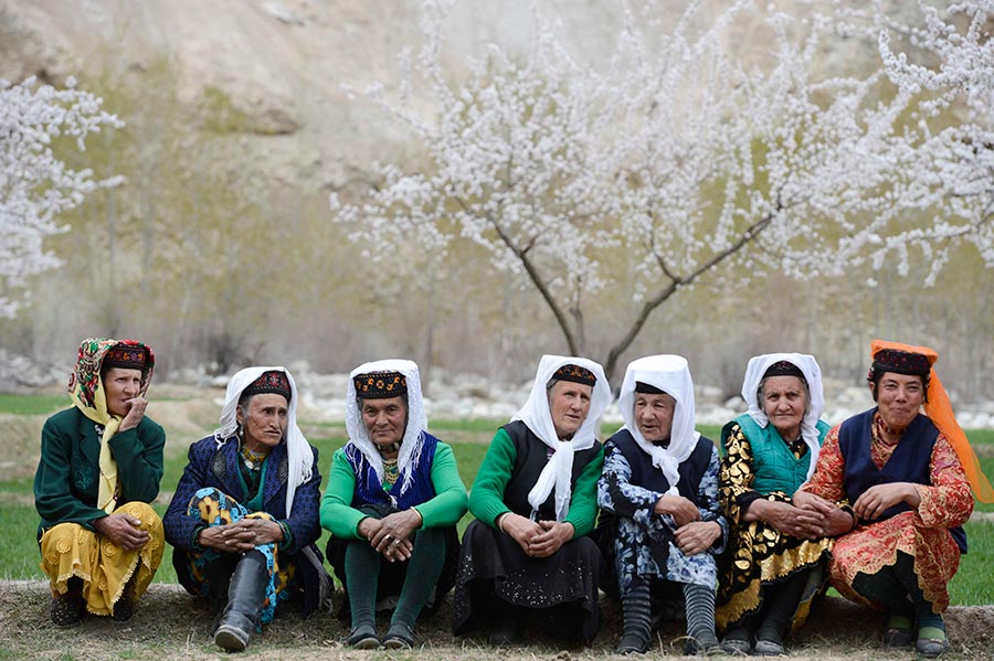 Sea of apricot flowers draws tourists to Pamir Plateau