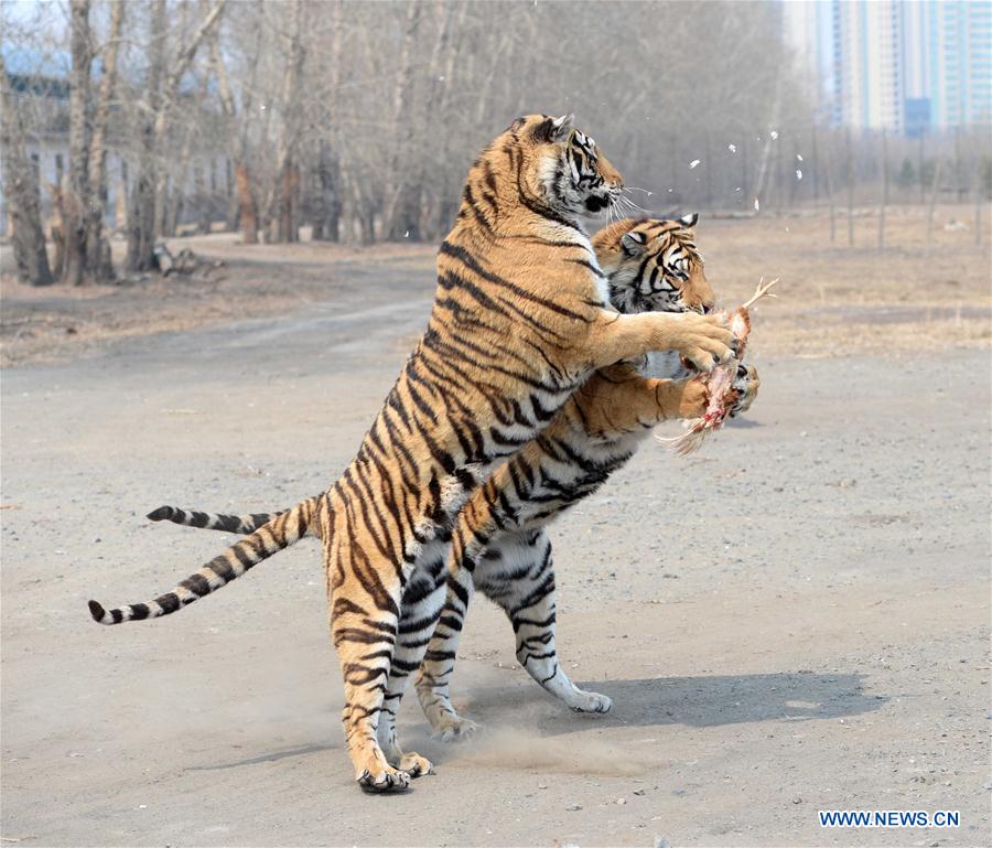 CHINA-HEILONGJIANG-HARBIN-SIBERIAN TIGERS(CN)