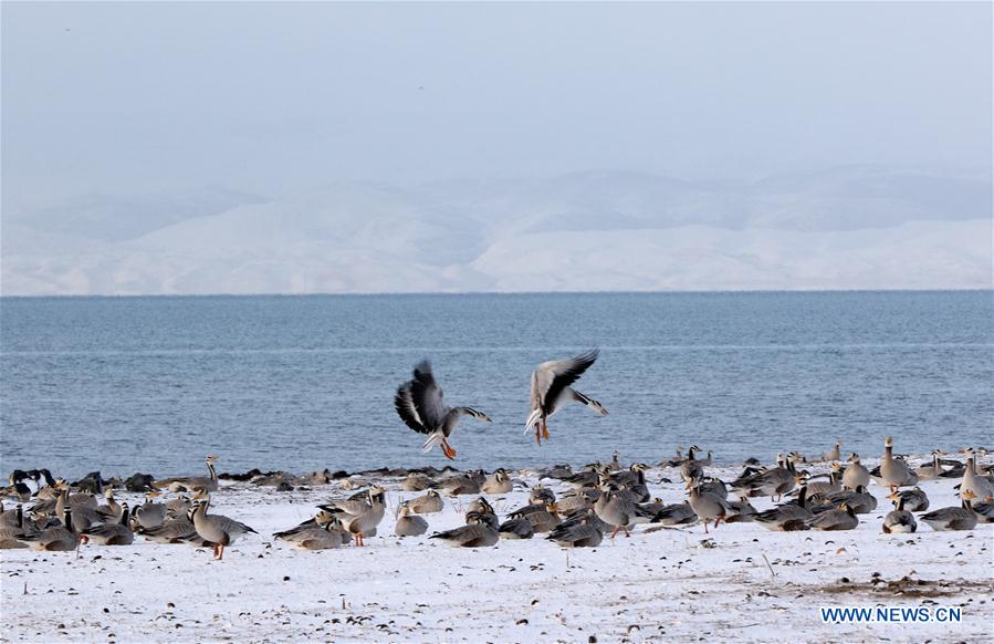 CHINA-QINGHAI LAKE-ANIMALS (CN)