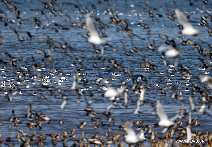 Qinhuangdao has enforced the protection of wetland along seaside in recent years, and tens of thousands of migrant birds fly past here during migration every year. 