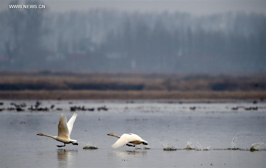 CHINA-HEILONGJIANG-MIGRATORY BIRDS (CN)