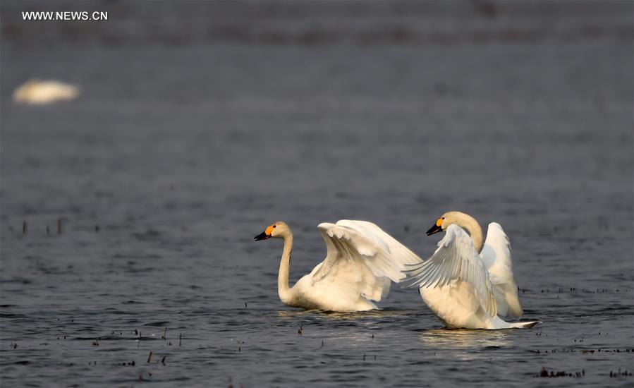 CHINA-HEILONGJIANG-MIGRATORY BIRDS (CN)