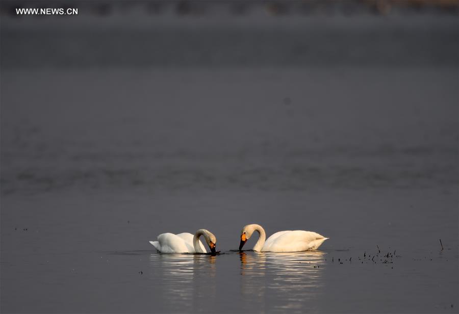 CHINA-HEILONGJIANG-MIGRATORY BIRDS (CN)