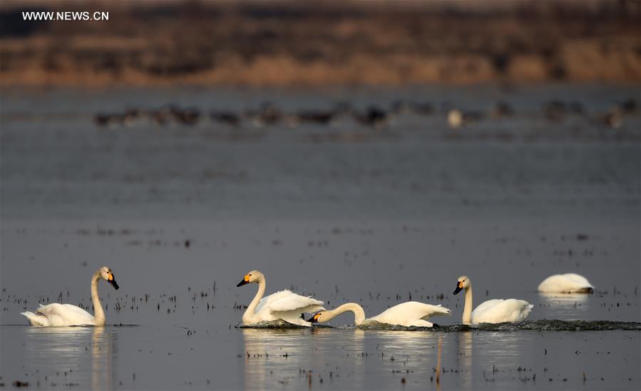 CHINA-HEILONGJIANG-MIGRATORY BIRDS (CN)