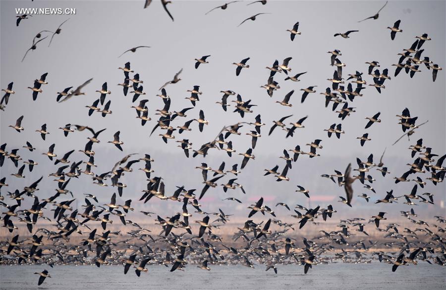 CHINA-HEILONGJIANG-MIGRATORY BIRDS (CN)