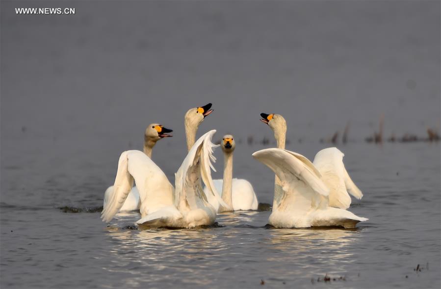 CHINA-HEILONGJIANG-MIGRATORY BIRDS (CN)