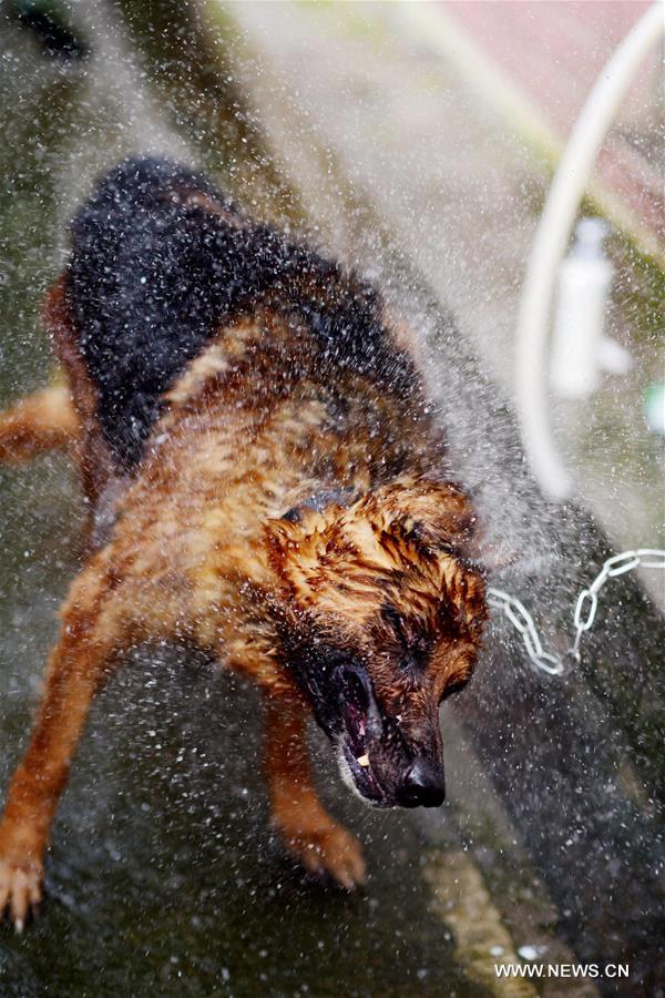 A police dog is trained at a police dog base of frontier defense force in south China's Guangdong Province, April 18, 2016. 