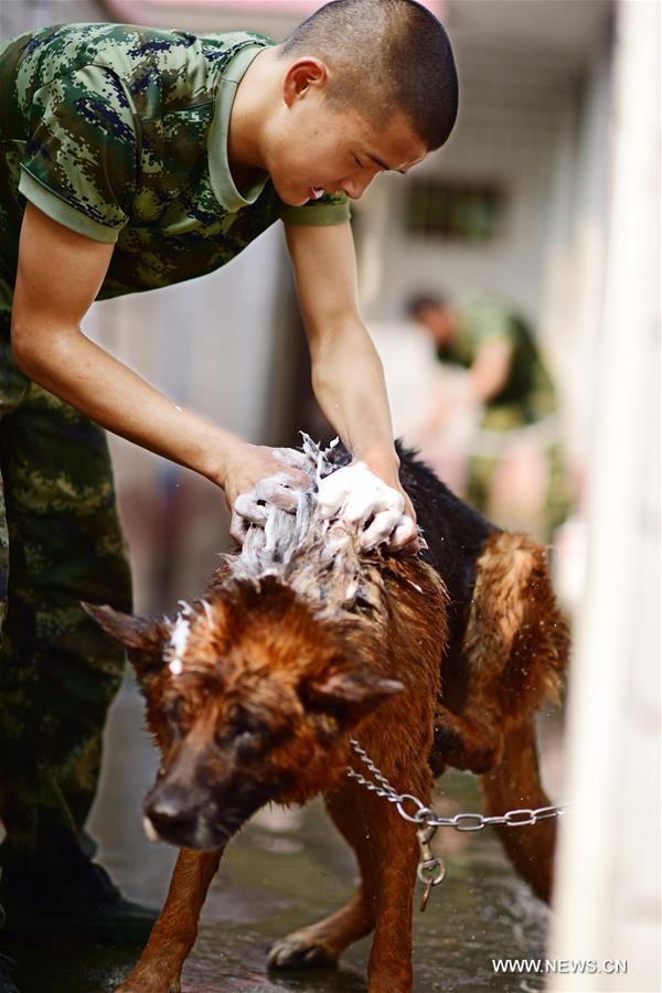 A police dog is trained at a police dog base of frontier defense force in south China's Guangdong Province, April 18, 2016. 