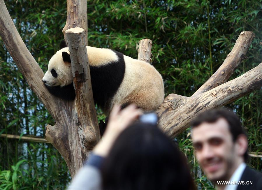 SOUTH KOREA-YONGIN-CHINA-GIANT PANDA