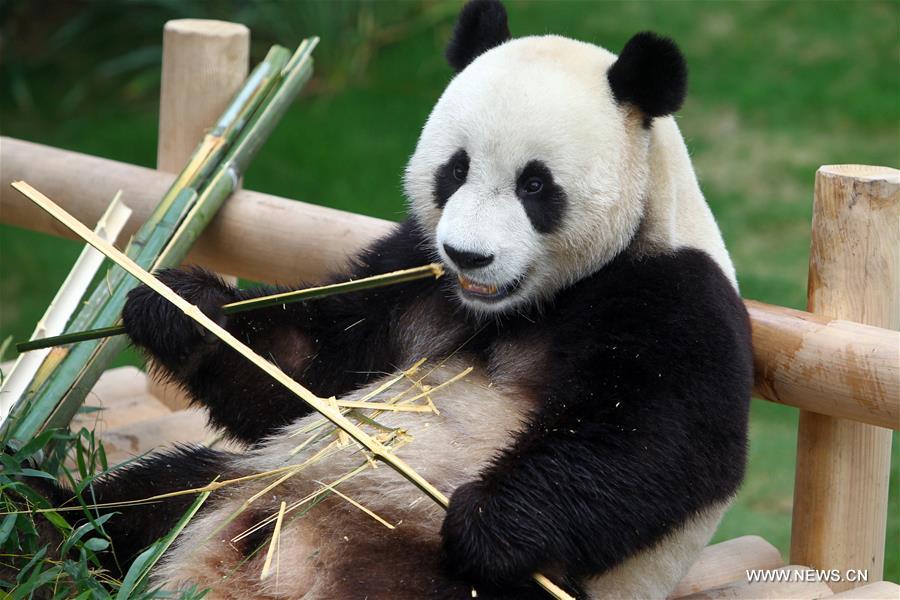 SOUTH KOREA-YONGIN-CHINA-GIANT PANDA