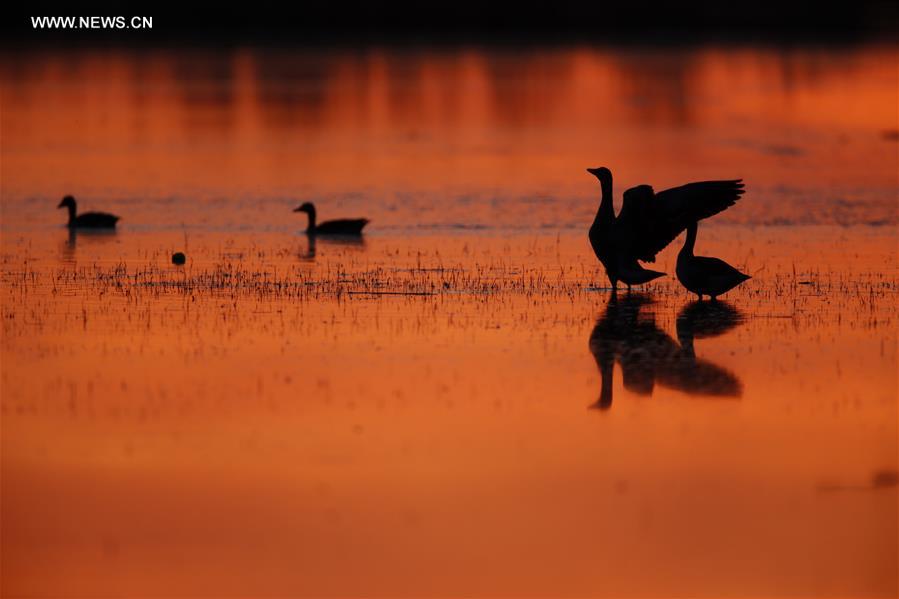 #CHINA-XINJIANG-ALTAY-WETLAND-BIRDS (CN)