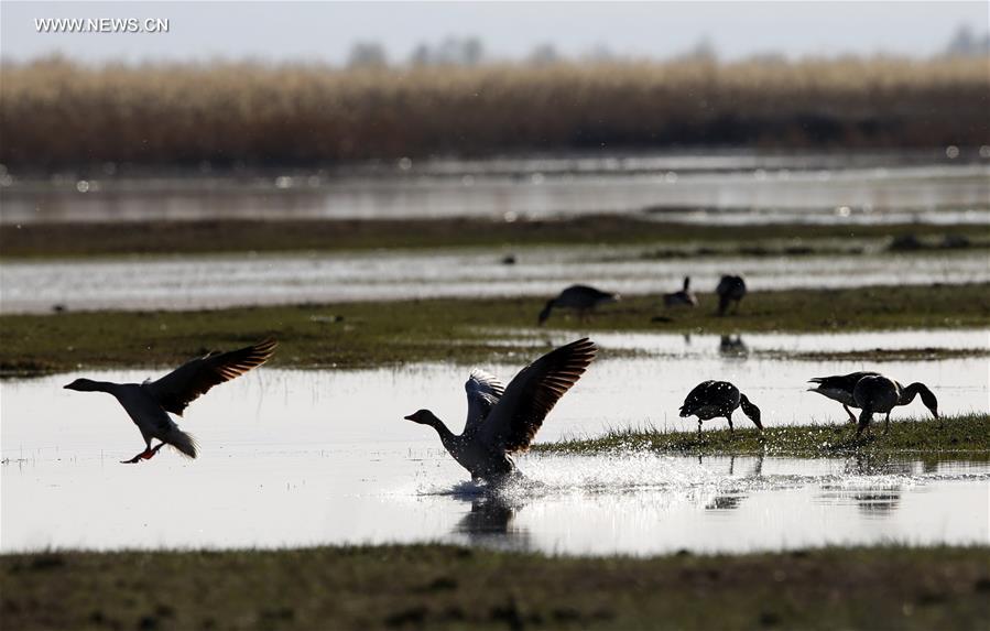 #CHINA-XINJIANG-ALTAY-WETLAND-BIRDS (CN)