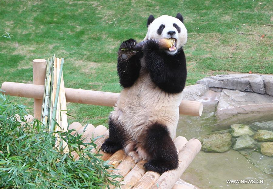 SOUTH KOREA-YONGIN-CHINA-GIANT PANDA
