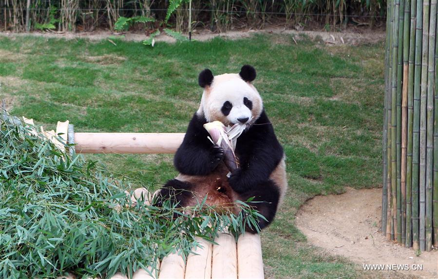 SOUTH KOREA-YONGIN-CHINA-GIANT PANDA