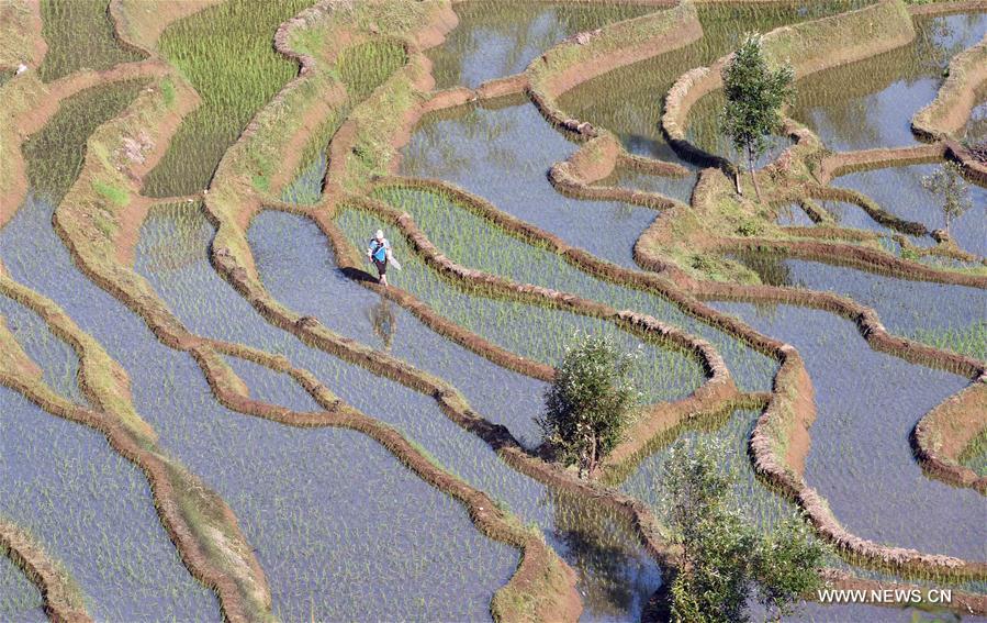 CHINA-YUNNAN-HONGHE-SAMABA TERRACS (CN)