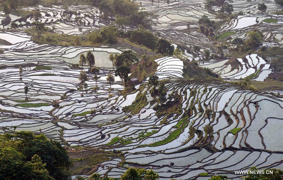 CHINA-YUNNAN-HONGHE-SAMABA TERRACS (CN)