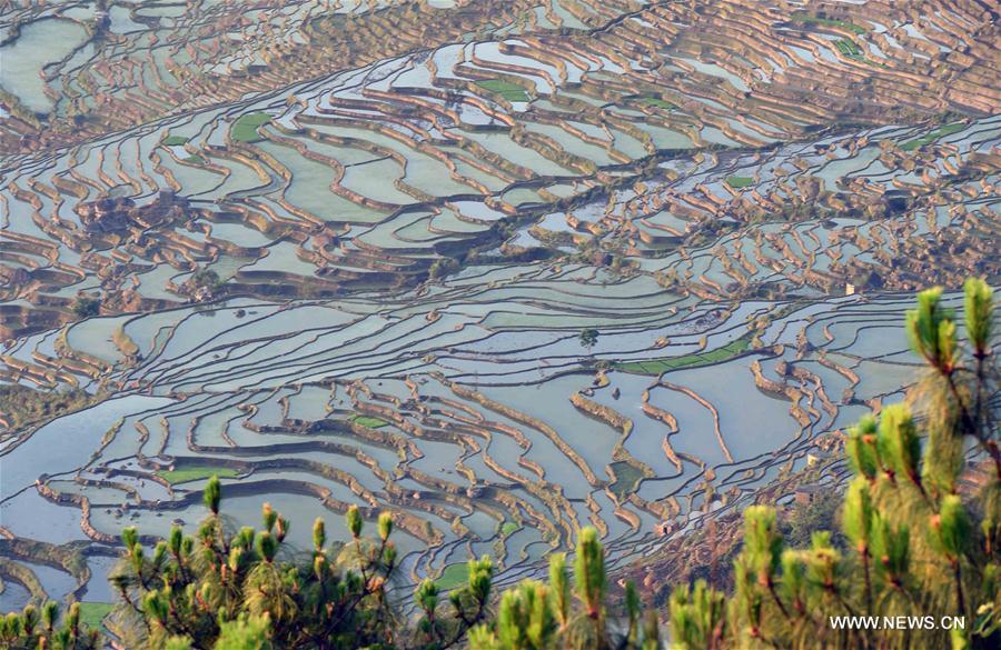 CHINA-YUNNAN-HONGHE-SAMABA TERRACS (CN)