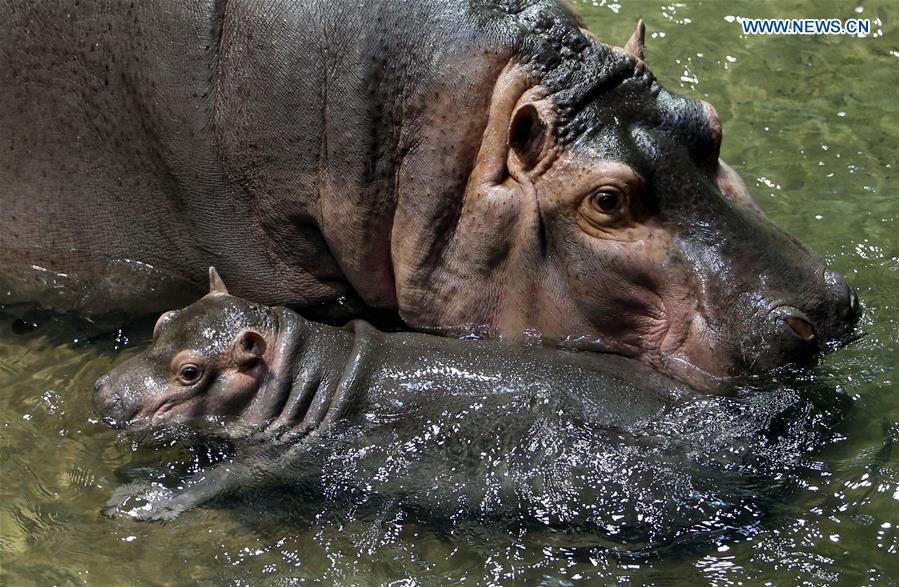 CHINA-SHANGHAI-ZOO-NEWBORNS (CN)